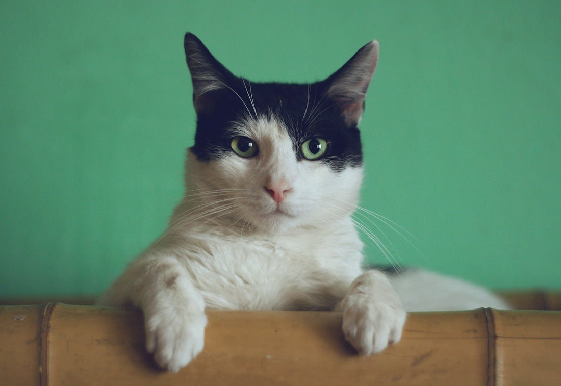 Chat roux regardant la caméra - guide porte-clés animaux 2026 Sivalc
