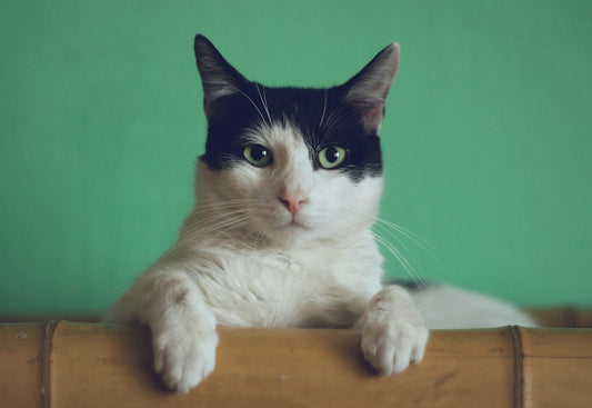 Chat roux regardant la caméra - guide porte-clés animaux 2026 Sivalc